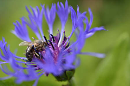 Bee collecting pollen from a cornflower, Centaurea cyanus