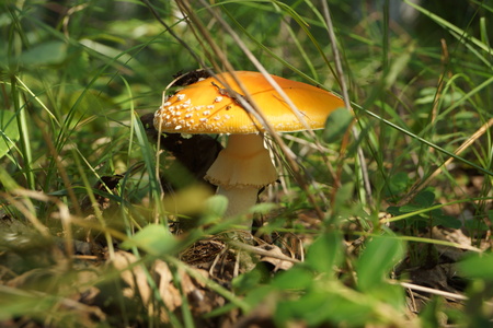 Mushroom fly agaricの写真素材