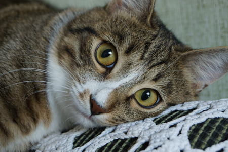 The cat is surprisedの写真素材