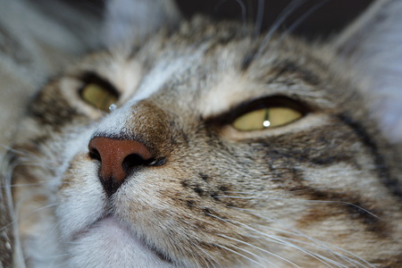 Cat philosopherの写真素材