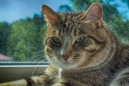 The cat is restingの写真素材