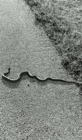 Snake on the road