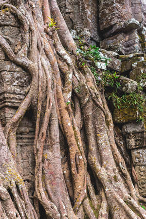 Temple in Angkor Wat Historical Complex, Siem Reap, Cambodia - December 6, 2016: Huge trees, galleries and walking tourists at sunny morning.の写真素材