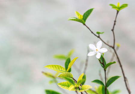 White tropical flowers. Nature Background. Selective focus. Bluredの写真素材