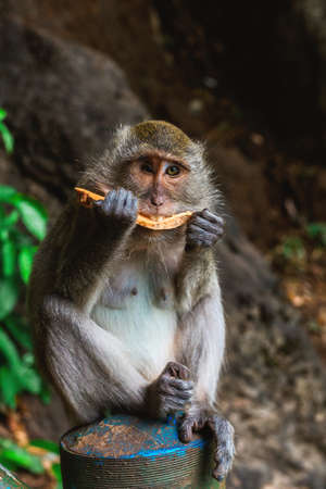 Funny Monkey eating fruit at Tiger Cave Temple, Krabi, Thailandの写真素材