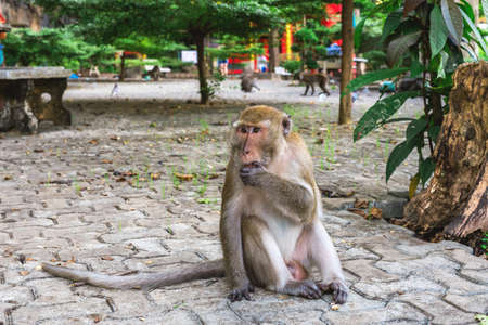 Funny Monkey eating chocolate at Tiger Cave Temple, Krabi, Thailandの写真素材