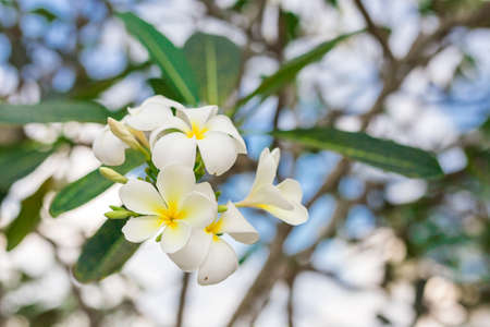 White tropical flowers. Nature Background. Selective focus. Bluredの写真素材