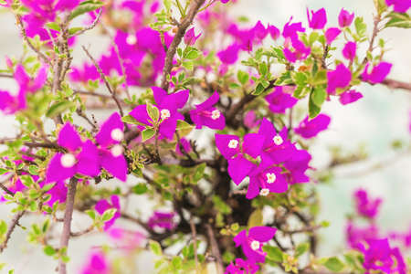 Red tropical flowers. Nature Background. Selective focus. Bluredの写真素材