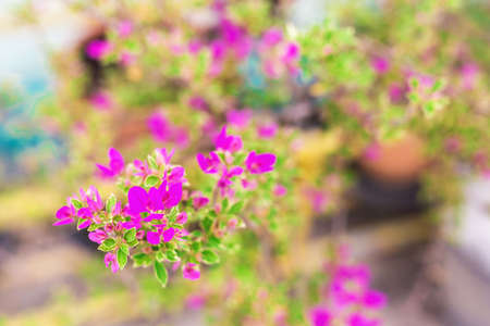 Red tropical flowers. Nature Background. Selective focus. Bluredの写真素材