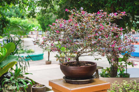 Green tropical plant with red flowers in the pot. Nature Background. Selective focus. Bluredの写真素材