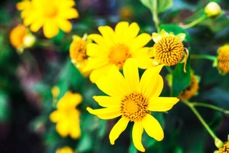 Beautiful yellow flowers. Thailand sunflowers. Tree marigold, Mexican tournesol. Nitobe chrysanthemum. Nature Background. Selective focusの写真素材