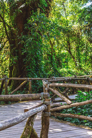 Wooden bridge for a walk on evergreen forest at natural trail in Doi Inthanon National Park, Chiang...