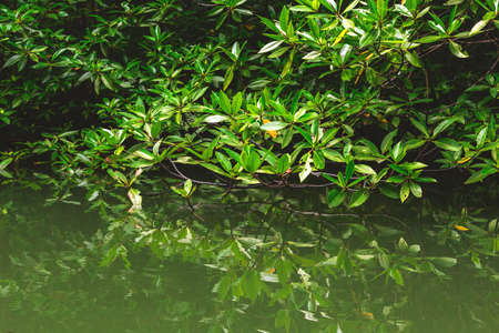 Limestone rocks surrounded by the green emerald lagoon and mangrove jungle. National park, Krabi Province, Thailandの写真素材
