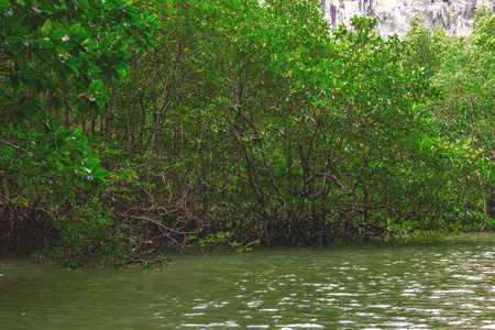 Limestone rocks surrounded by the green emerald lagoon and mangrove jungle. National park, Krabi Province, Thailandの写真素材