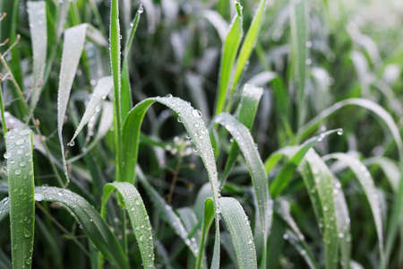 Fresh green grass with dew drops closeup.