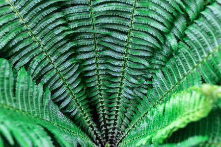 Fern leaf with water drops. Close up. Pteridium aquilinum