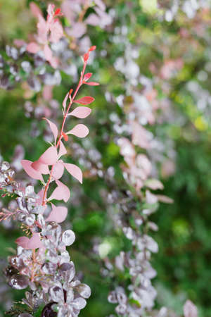 Fresh red and purple tree leaves with dew drops closeup. Nature Backgroundの写真素材