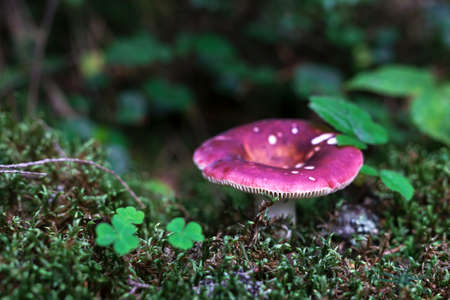 Red pine russule growing out of mossy soil.の写真素材