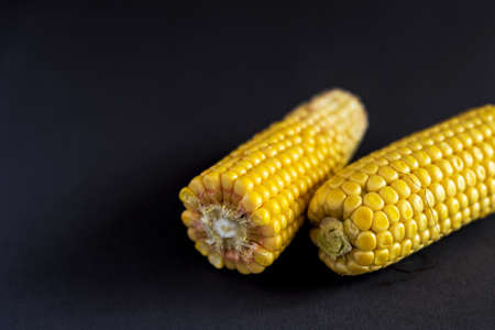 Fresh sweet corn on cobs at black rustic table. Close up
