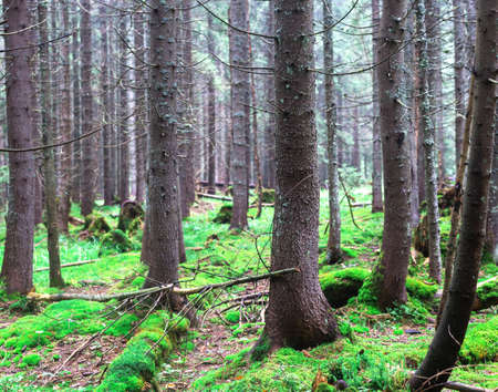 Summer coniferous forest at sunrise with old spruces and lying broken one in foreground on mossy...