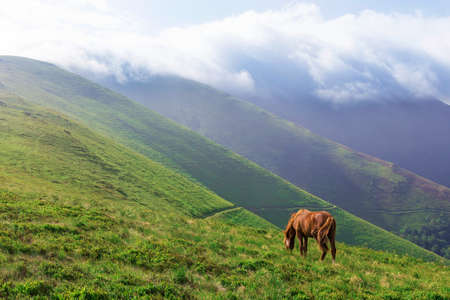 Horse in the mountains landscape, summer dayの写真素材