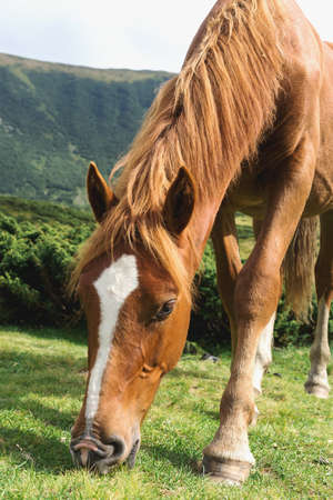 Horse in the mountains landscape.の写真素材