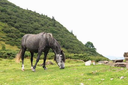 Horse in the mountains landscape.の写真素材