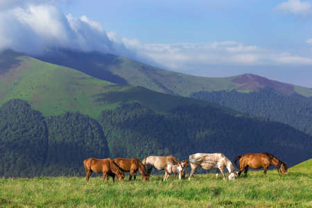 Horses in the mountains landscape, summer dayの写真素材