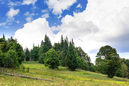 View of mountain peaks, coniferous forest and green meadow in summer landscapeの写真素材