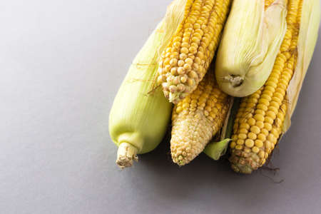 Fresh sweet corn on cobs at black rustic table. Close upの写真素材