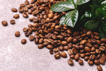Sprout of coffee plant tree with roasted coffee beans scattered around. Gray stone background. Horizontal viewの写真素材