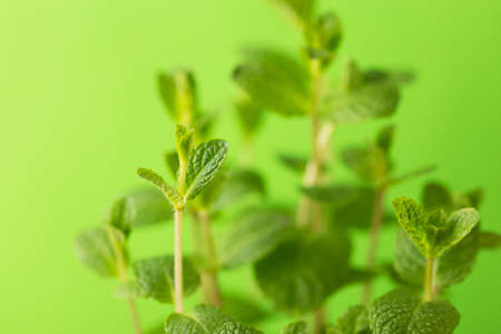 Fresh mint on the green background, selective focus