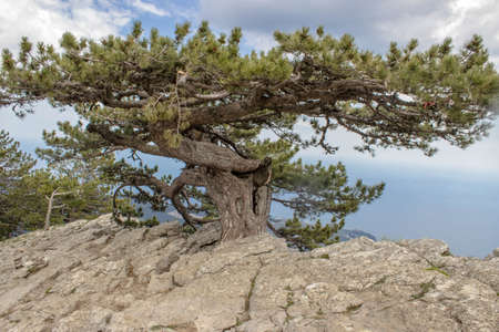 Pine growing in the rock