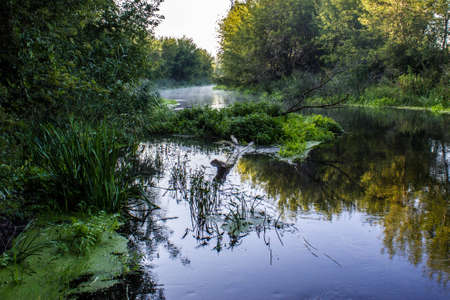 The river Tikhaya Sosna in the Bush, Voronezh oblast,Russiaの写真素材