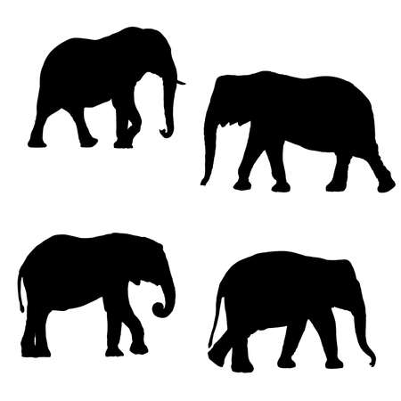 Black silhouettes of four elephants on a white backgroundのイラスト素材