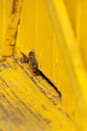 Wooden yellow Beehive Box - bees at the entrance to the hive - apiary in the countryside