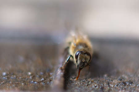 Wild bee drinks water in early springの写真素材