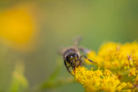 Bee on goldenrod flower - Solidago