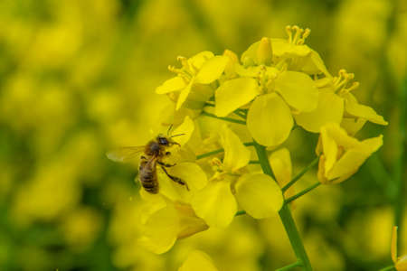 Bee with rape flower in the spring - rapeseed honey - bee collects nectarの写真素材