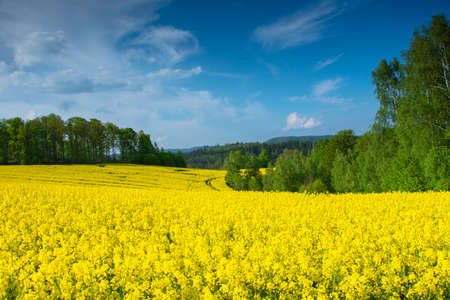 Magical fields of rape in May, cultivation - rapeseed, rapeseed oil, Polandの写真素材