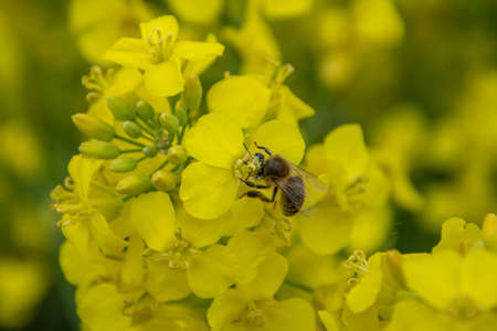 Bee with rape flower in the spring - rapeseed honey - bee collects nectarの写真素材
