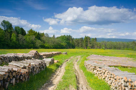 Spruce Timber Logging in Forest, Polandの写真素材