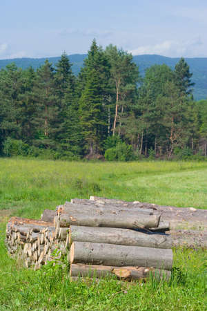 Spruce Timber Logging in Forest, Polandの写真素材