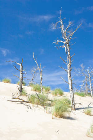 dunes in a  Slowinski National Park, Polandの写真素材