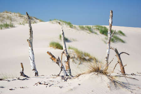 dunes in a  Slowinski National Park, Polandの写真素材