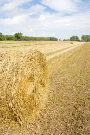 Polish country landscape, summerの写真素材