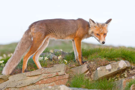 Red fox, sunrise, Babia Gora, Polandの写真素材