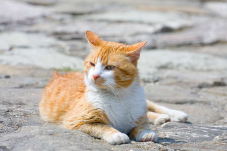 Ginger catの写真素材
