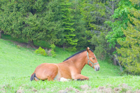 Portrait of horse on pastureの写真素材