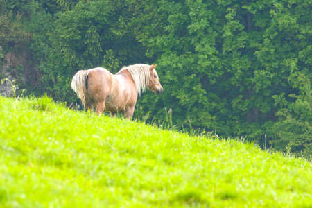 Portrait of horse on pastureの写真素材
